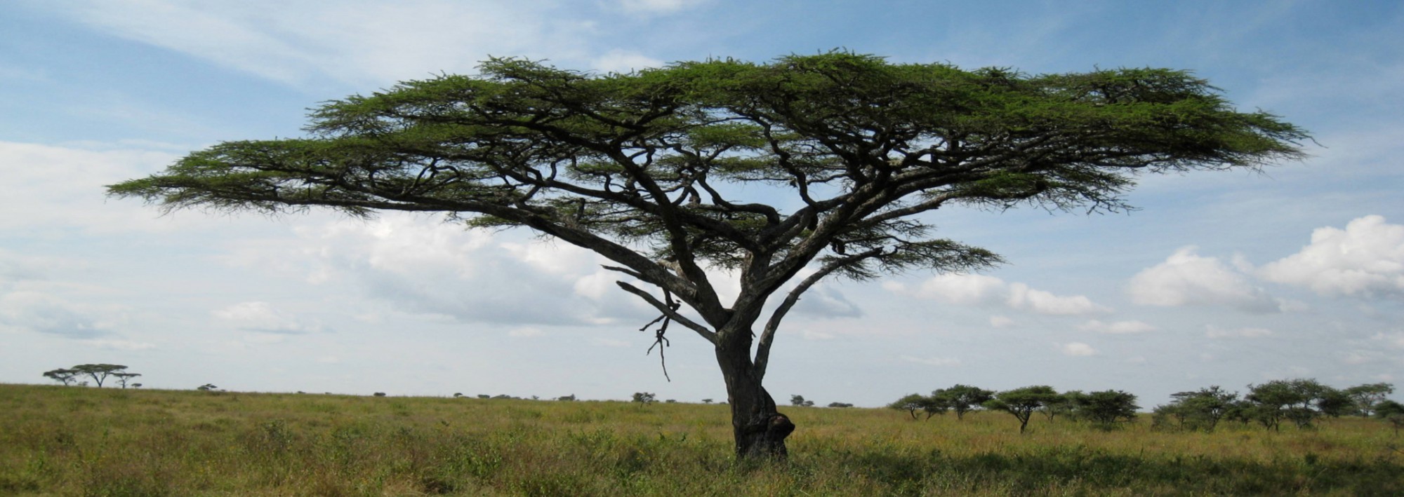 I Had a Farm in Africa